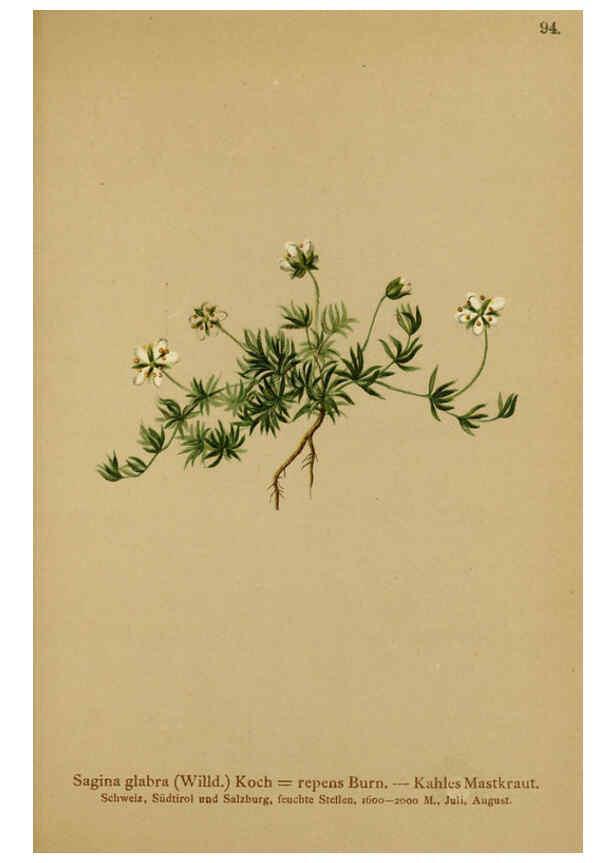 Reproducción/Reproduction 6312024968: Atlas der Alpenflora. v.1. Wien :Eigenthum und Verlag des Deutschen und Oesterr. Alpenvereins,1882