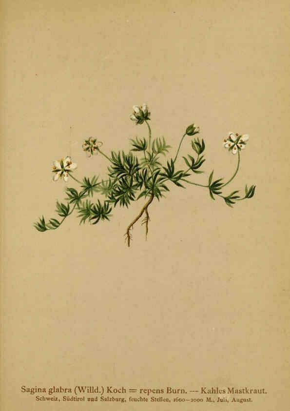 Reproducción/Reproduction 6312024968: Atlas der Alpenflora. v.1. Wien :Eigenthum und Verlag des Deutschen und Oesterr. Alpenvereins,1882