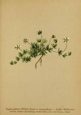Reproducción/Reproduction 6312024968: Atlas der Alpenflora. v.1. Wien :Eigenthum und Verlag des Deutschen und Oesterr. Alpenvereins,1882