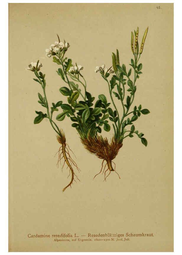 Reproducción/Reproduction 6312018608: Atlas der Alpenflora. v.1. Wien :Eigenthum und Verlag des Deutschen und Oesterr. Alpenvereins,1882