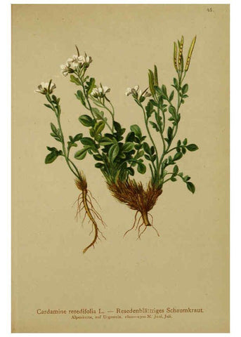 Reproducción/Reproduction 6312018608: Atlas der Alpenflora. v.1. Wien :Eigenthum und Verlag des Deutschen und Oesterr. Alpenvereins,1882