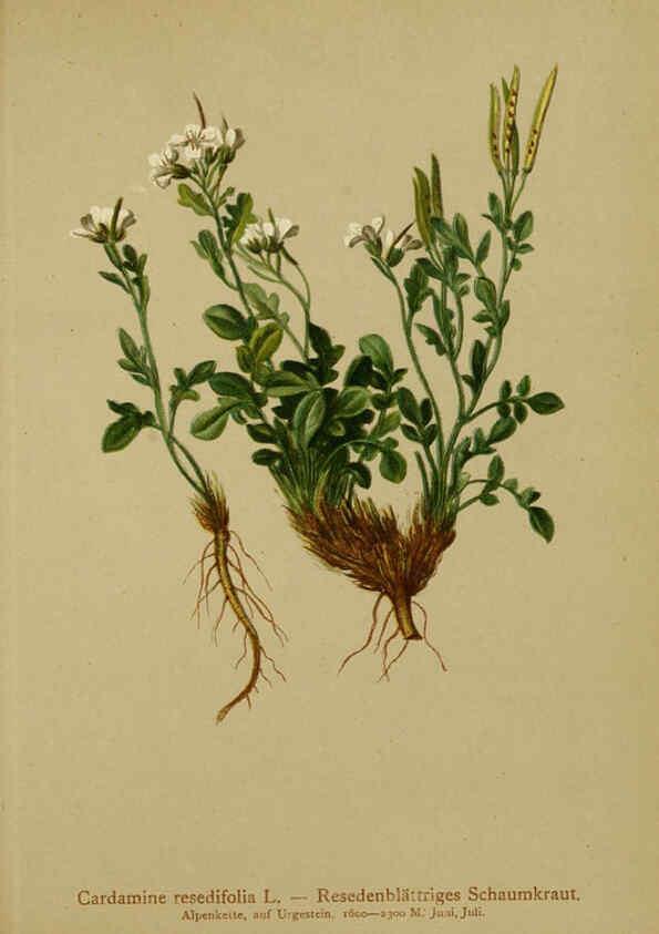 Reproducción/Reproduction 6312018608: Atlas der Alpenflora. v.1. Wien :Eigenthum und Verlag des Deutschen und Oesterr. Alpenvereins,1882