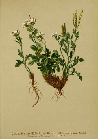 Reproducción/Reproduction 6312018608: Atlas der Alpenflora. v.1. Wien :Eigenthum und Verlag des Deutschen und Oesterr. Alpenvereins,1882
