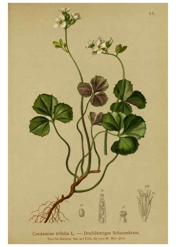 Reproducción/Reproduction 6311498417: Atlas der Alpenflora. v.1. Wien :Eigenthum und Verlag des Deutschen und Oesterr. Alpenvereins,1882