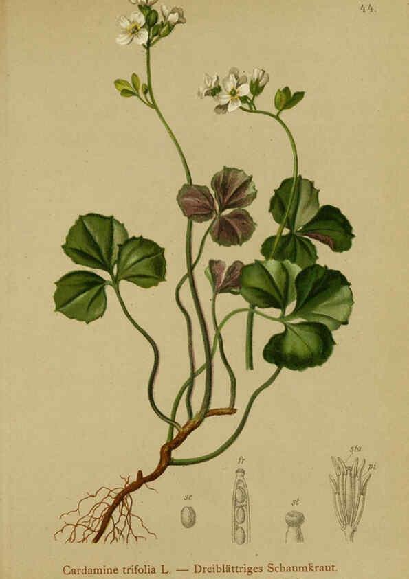 Reproducción/Reproduction 6311498417: Atlas der Alpenflora. v.1. Wien :Eigenthum und Verlag des Deutschen und Oesterr. Alpenvereins,1882