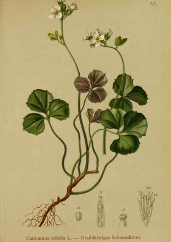 Reproducción/Reproduction 6311498417: Atlas der Alpenflora. v.1. Wien :Eigenthum und Verlag des Deutschen und Oesterr. Alpenvereins,1882