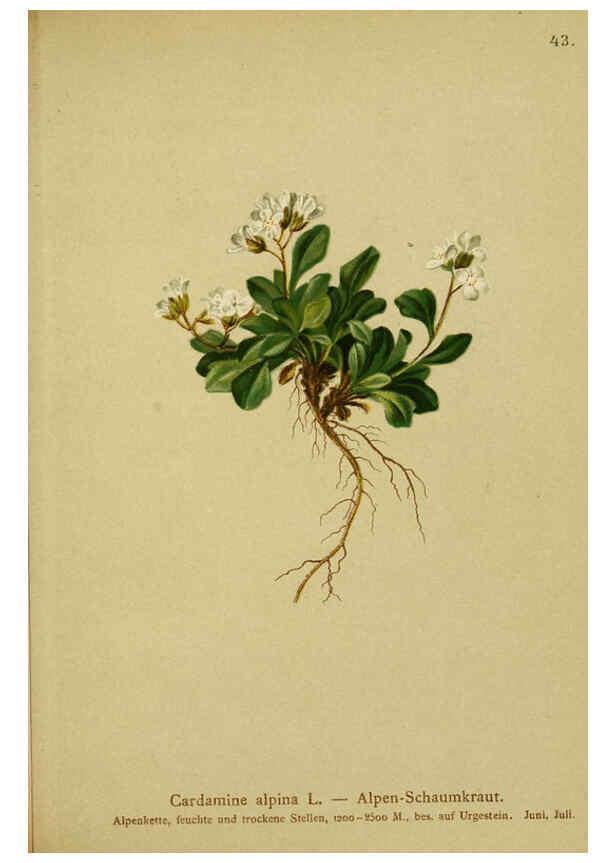 Reproducción/Reproduction 6311498291: Atlas der Alpenflora. v.1. Wien :Eigenthum und Verlag des Deutschen und Oesterr. Alpenvereins,1882