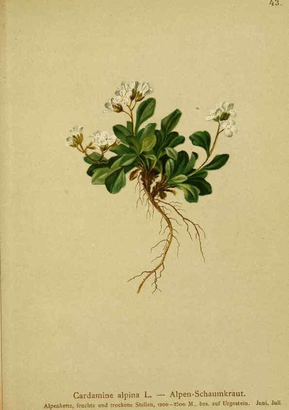 Reproducción/Reproduction 6311498291: Atlas der Alpenflora. v.1. Wien :Eigenthum und Verlag des Deutschen und Oesterr. Alpenvereins,1882