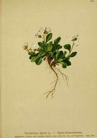 Reproducción/Reproduction 6311498291: Atlas der Alpenflora. v.1. Wien :Eigenthum und Verlag des Deutschen und Oesterr. Alpenvereins,1882
