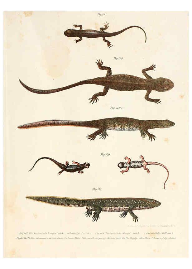 Reproducción/Reproduction 6309253477: Bilder-Atlas zur wissenschaftlich-populären Naturgeschichte der Wirbelthiere Wien :K.K. Hof-und Staatsdruckerei,1867