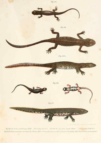 Reproducción/Reproduction 6309253477: Bilder-Atlas zur wissenschaftlich-populären Naturgeschichte der Wirbelthiere Wien :K.K. Hof-und Staatsdruckerei,1867