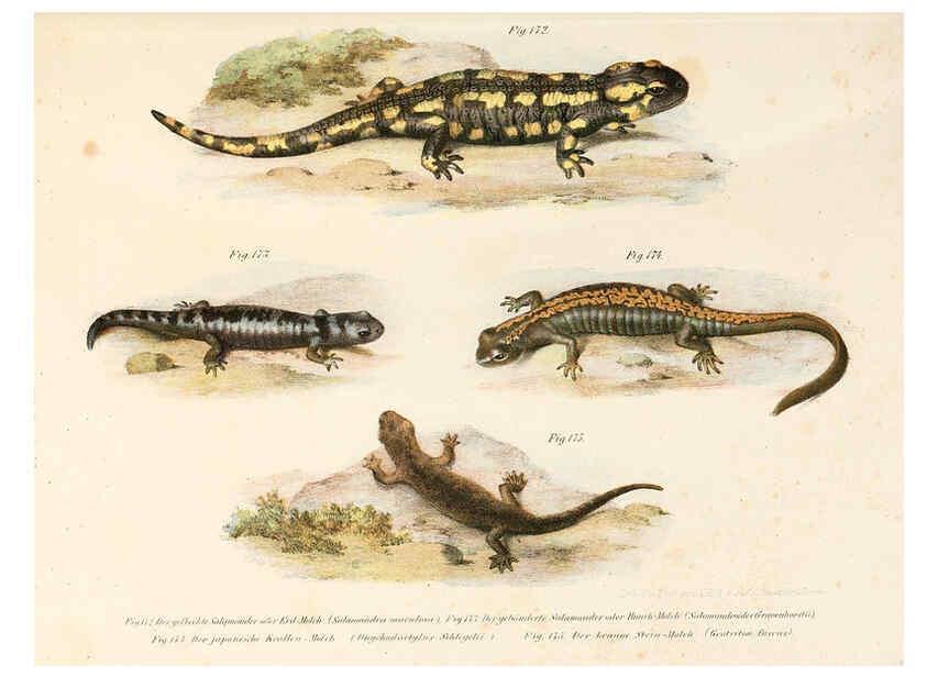 Reproducción/Reproduction 6309253685: Bilder-Atlas zur wissenschaftlich-populären Naturgeschichte der Wirbelthiere Wien :K.K. Hof-und Staatsdruckerei,1867