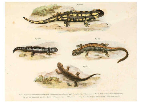 Reproducción/Reproduction 6309253685: Bilder-Atlas zur wissenschaftlich-populären Naturgeschichte der Wirbelthiere Wien :K.K. Hof-und Staatsdruckerei,1867