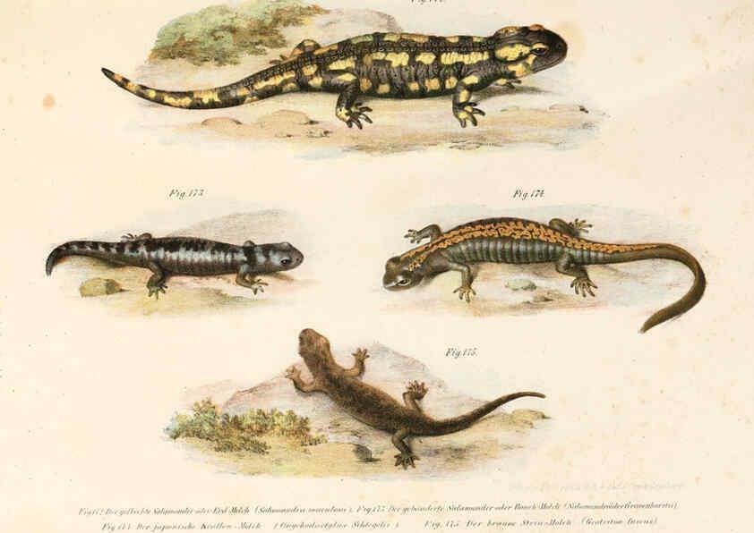 Reproducción/Reproduction 6309253685: Bilder-Atlas zur wissenschaftlich-populären Naturgeschichte der Wirbelthiere Wien :K.K. Hof-und Staatsdruckerei,1867
