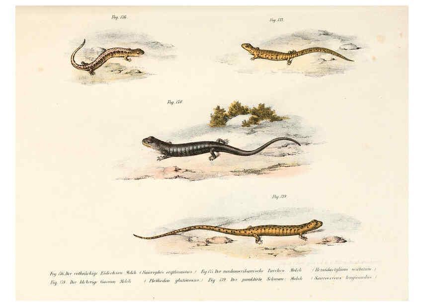 Reproducción/Reproduction 6309775222: Bilder-Atlas zur wissenschaftlich-populären Naturgeschichte der Wirbelthiere Wien :K.K. Hof-und Staatsdruckerei,1867