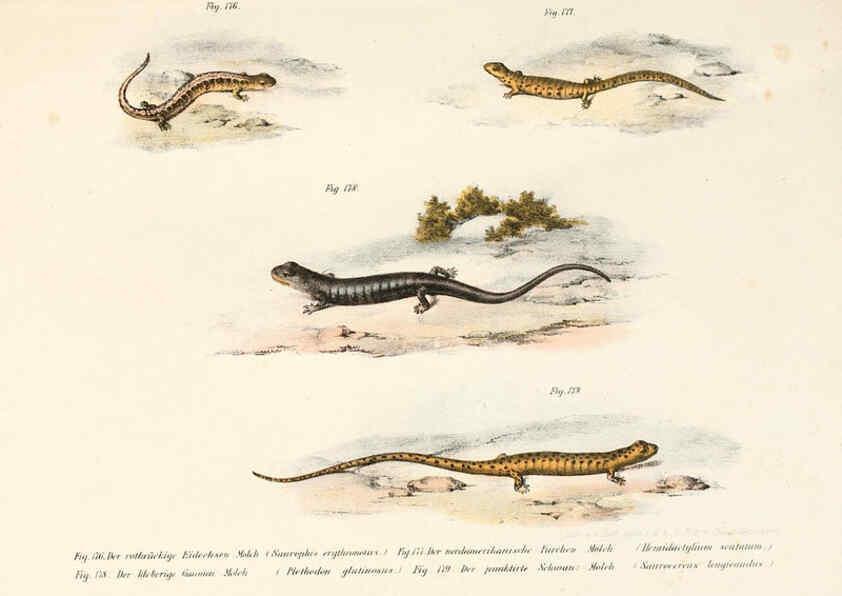 Reproducción/Reproduction 6309775222: Bilder-Atlas zur wissenschaftlich-populären Naturgeschichte der Wirbelthiere Wien :K.K. Hof-und Staatsdruckerei,1867