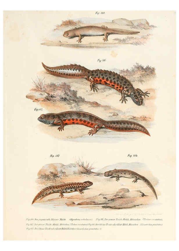 Reproducción/Reproduction 6309775414: Bilder-Atlas zur wissenschaftlich-populären Naturgeschichte der Wirbelthiere Wien :K.K. Hof-und Staatsdruckerei,1867