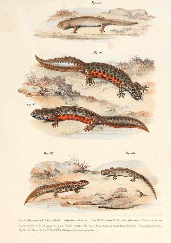 Reproducción/Reproduction 6309775414: Bilder-Atlas zur wissenschaftlich-populären Naturgeschichte der Wirbelthiere Wien :K.K. Hof-und Staatsdruckerei,1867