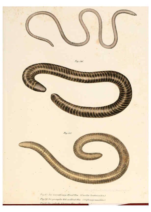 Reproducción/Reproduction 6309775632: Bilder-Atlas zur wissenschaftlich-populären Naturgeschichte der Wirbelthiere Wien :K.K. Hof-und Staatsdruckerei,1867