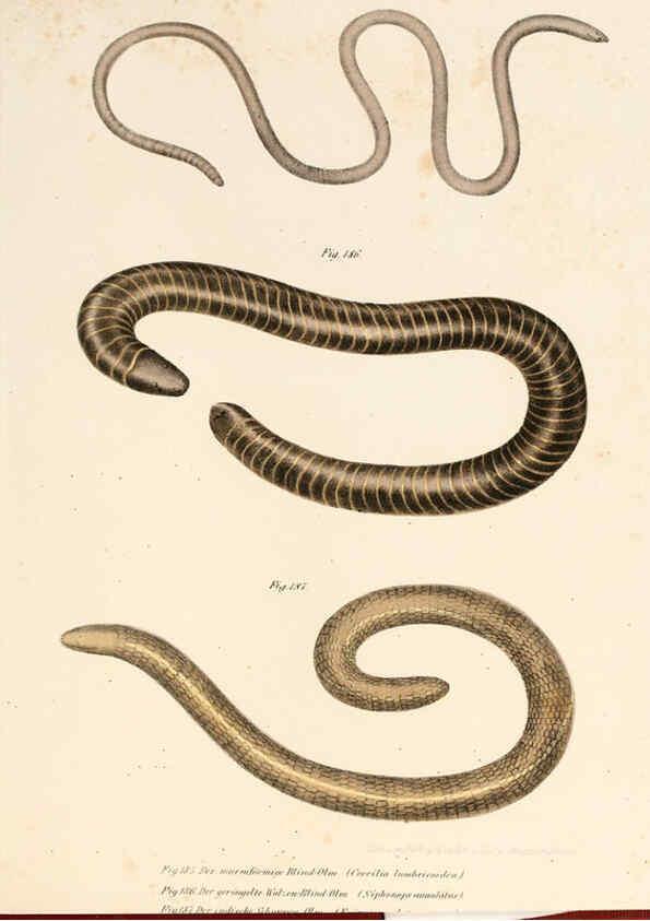 Reproducción/Reproduction 6309775632: Bilder-Atlas zur wissenschaftlich-populären Naturgeschichte der Wirbelthiere Wien :K.K. Hof-und Staatsdruckerei,1867