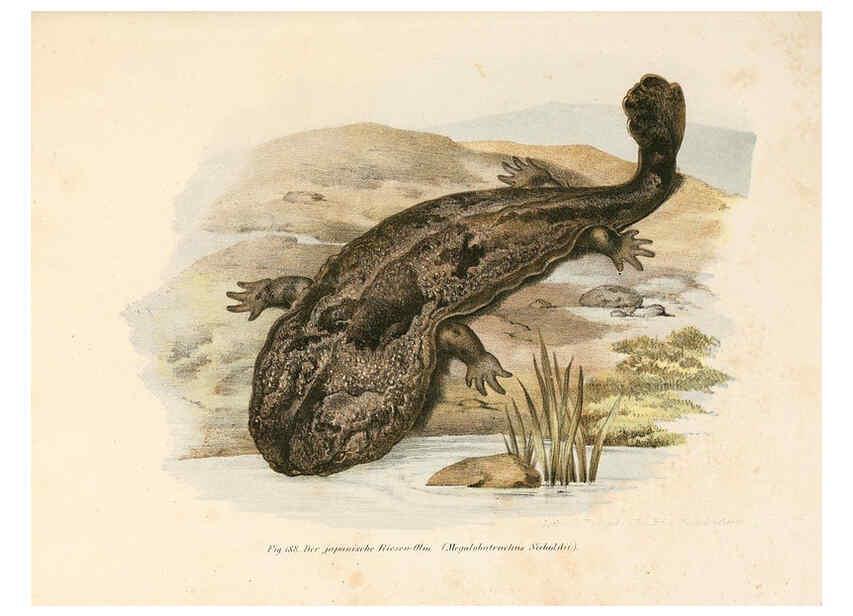 Reproducción/Reproduction 6309254421: Bilder-Atlas zur wissenschaftlich-populären Naturgeschichte der Wirbelthiere Wien :K.K. Hof-und Staatsdruckerei,1867