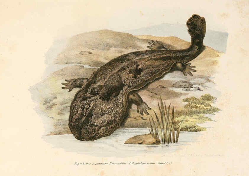 Reproducción/Reproduction 6309254421: Bilder-Atlas zur wissenschaftlich-populären Naturgeschichte der Wirbelthiere Wien :K.K. Hof-und Staatsdruckerei,1867