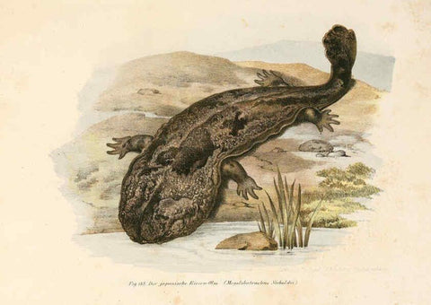 Reproducción/Reproduction 6309254421: Bilder-Atlas zur wissenschaftlich-populären Naturgeschichte der Wirbelthiere Wien :K.K. Hof-und Staatsdruckerei,1867