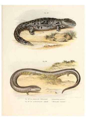 Reproducción/Reproduction 6309776046: Bilder-Atlas zur wissenschaftlich-populären Naturgeschichte der Wirbelthiere Wien :K.K. Hof-und Staatsdruckerei,1867
