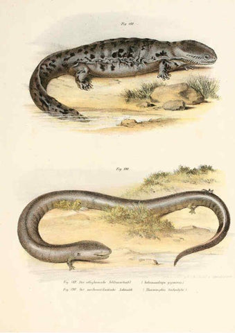 Reproducción/Reproduction 6309776046: Bilder-Atlas zur wissenschaftlich-populären Naturgeschichte der Wirbelthiere Wien :K.K. Hof-und Staatsdruckerei,1867