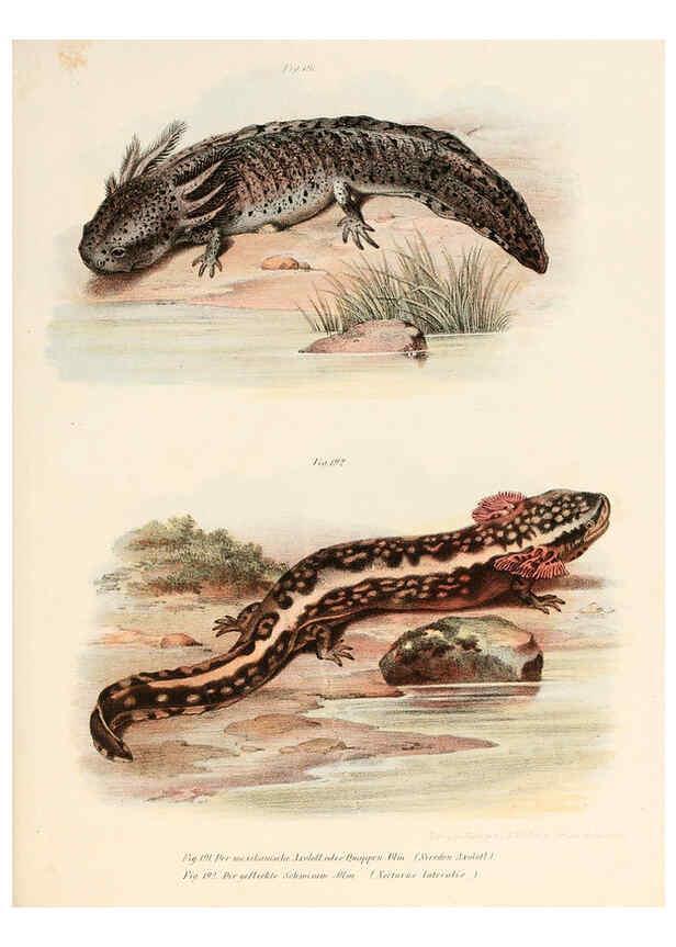 Reproducción/Reproduction 6309776224: Bilder-Atlas zur wissenschaftlich-populären Naturgeschichte der Wirbelthiere Wien :K.K. Hof-und Staatsdruckerei,1867