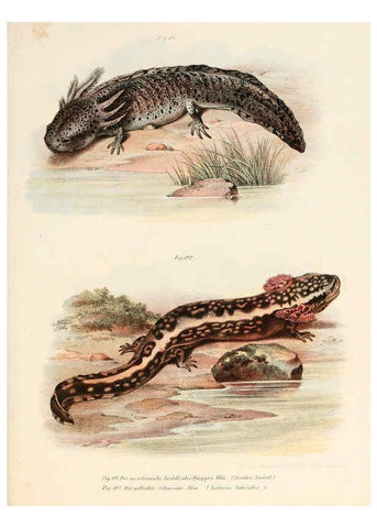 Reproducción/Reproduction 6309776224: Bilder-Atlas zur wissenschaftlich-populären Naturgeschichte der Wirbelthiere Wien :K.K. Hof-und Staatsdruckerei,1867
