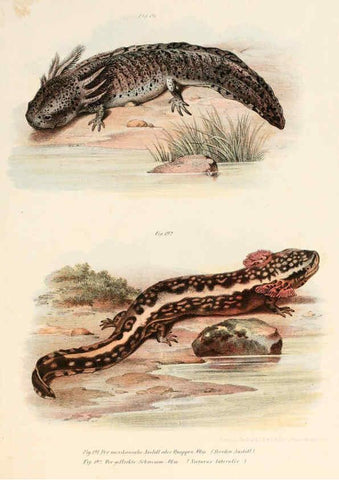 Reproducción/Reproduction 6309776224: Bilder-Atlas zur wissenschaftlich-populären Naturgeschichte der Wirbelthiere Wien :K.K. Hof-und Staatsdruckerei,1867