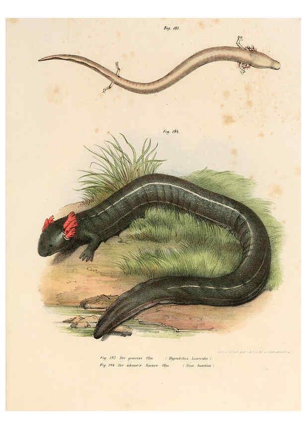 Reproducción/Reproduction 6309776416: Bilder-Atlas zur wissenschaftlich-populären Naturgeschichte der Wirbelthiere Wien :K.K. Hof-und Staatsdruckerei,1867