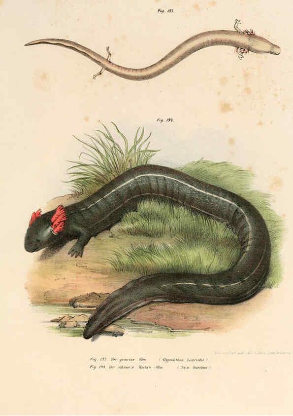 Reproducción/Reproduction 6309776416: Bilder-Atlas zur wissenschaftlich-populären Naturgeschichte der Wirbelthiere Wien :K.K. Hof-und Staatsdruckerei,1867