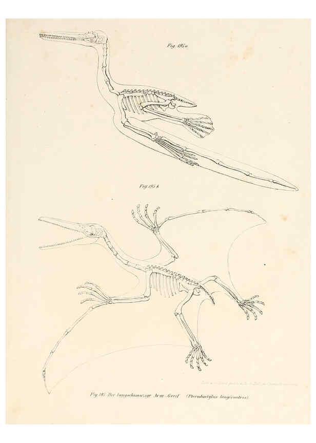 Reproducción/Reproduction 6309776594: Bilder-Atlas zur wissenschaftlich-populären Naturgeschichte der Wirbelthiere Wien :K.K. Hof-und Staatsdruckerei,1867