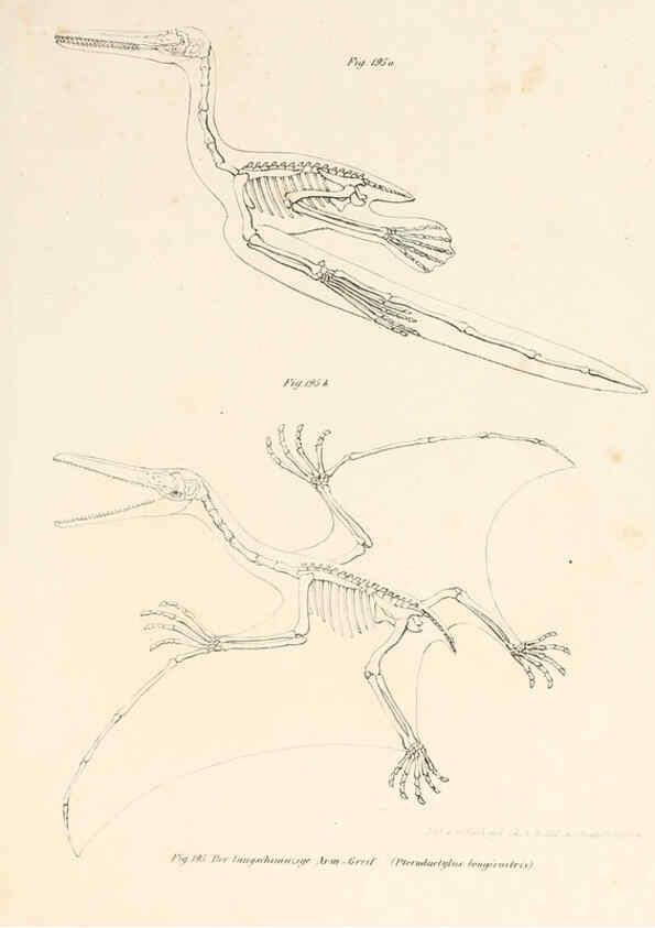 Reproducción/Reproduction 6309776594: Bilder-Atlas zur wissenschaftlich-populären Naturgeschichte der Wirbelthiere Wien :K.K. Hof-und Staatsdruckerei,1867