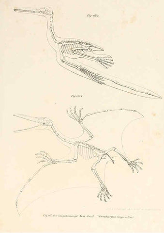 Reproducción/Reproduction 6309776594: Bilder-Atlas zur wissenschaftlich-populären Naturgeschichte der Wirbelthiere Wien :K.K. Hof-und Staatsdruckerei,1867