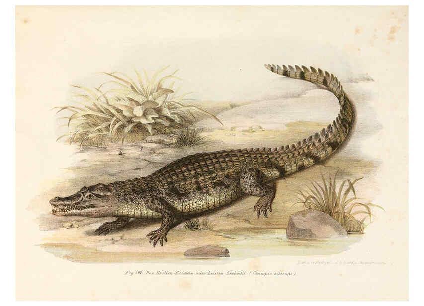 Reproducción/Reproduction 6309255447: Bilder-Atlas zur wissenschaftlich-populären Naturgeschichte der Wirbelthiere Wien :K.K. Hof-und Staatsdruckerei,1867