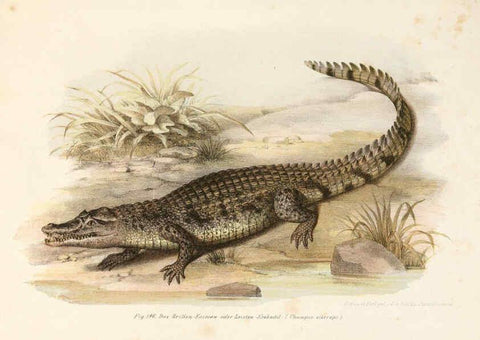 Reproducción/Reproduction 6309255447: Bilder-Atlas zur wissenschaftlich-populären Naturgeschichte der Wirbelthiere Wien :K.K. Hof-und Staatsdruckerei,1867