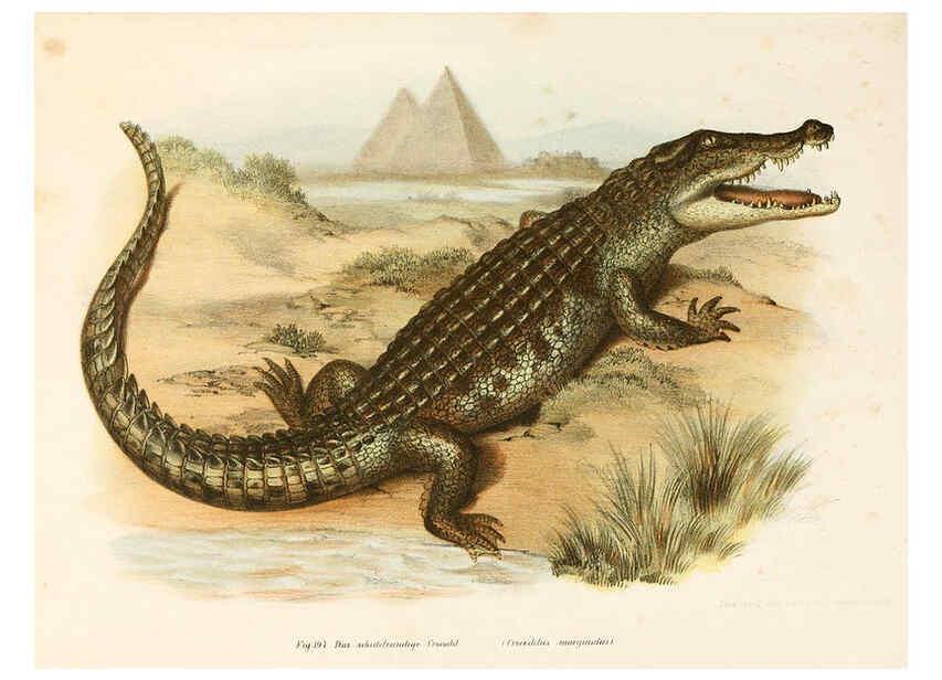 Reproducción/Reproduction 6309776972: Bilder-Atlas zur wissenschaftlich-populären Naturgeschichte der Wirbelthiere Wien :K.K. Hof-und Staatsdruckerei,1867