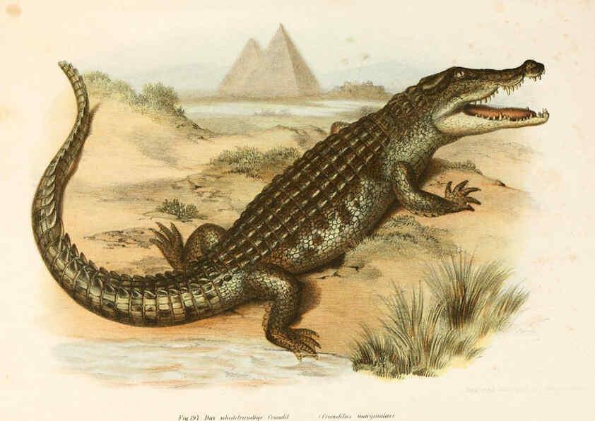 Reproducción/Reproduction 6309776972: Bilder-Atlas zur wissenschaftlich-populären Naturgeschichte der Wirbelthiere Wien :K.K. Hof-und Staatsdruckerei,1867
