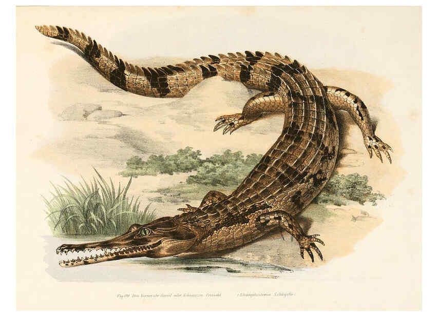 Reproducción/Reproduction 6309777240: Bilder-Atlas zur wissenschaftlich-populären Naturgeschichte der Wirbelthiere Wien :K.K. Hof-und Staatsdruckerei,1867