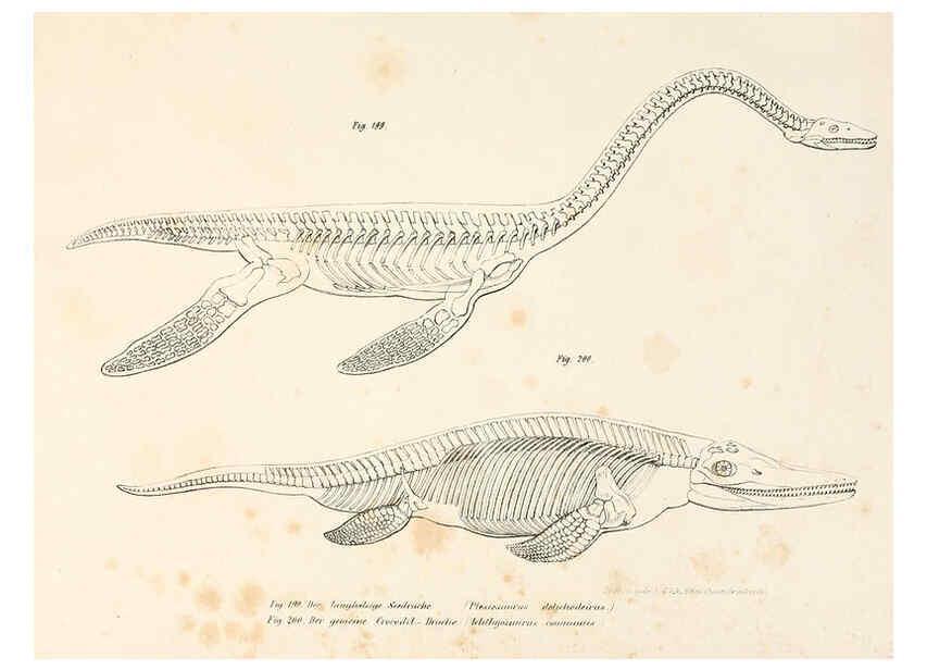 Reproducción/Reproduction 6309256207: Bilder-Atlas zur wissenschaftlich-populären Naturgeschichte der Wirbelthiere Wien :K.K. Hof-und Staatsdruckerei,1867