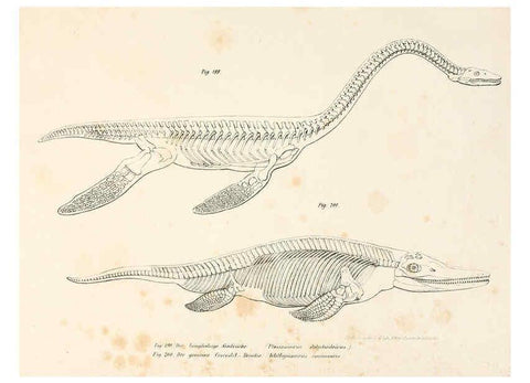 Reproducción/Reproduction 6309256207: Bilder-Atlas zur wissenschaftlich-populären Naturgeschichte der Wirbelthiere Wien :K.K. Hof-und Staatsdruckerei,1867
