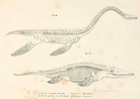 Reproducción/Reproduction 6309256207: Bilder-Atlas zur wissenschaftlich-populären Naturgeschichte der Wirbelthiere Wien :K.K. Hof-und Staatsdruckerei,1867
