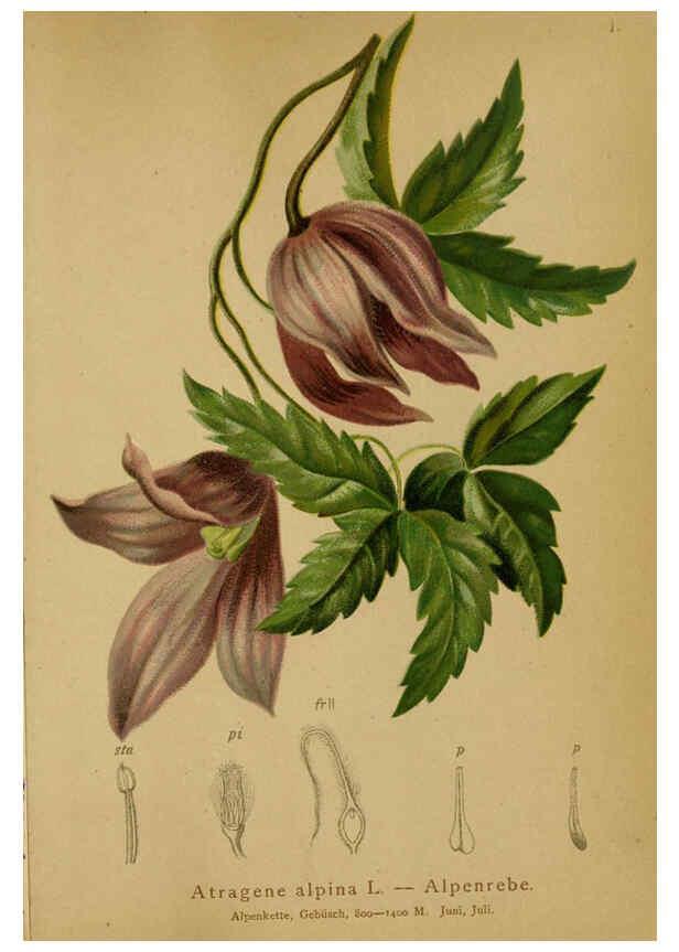 Reproducción/Reproduction 6311492959: Atlas der Alpenflora. v.1. Wien :Eigenthum und Verlag des Deutschen und Oesterr. Alpenvereins,1882