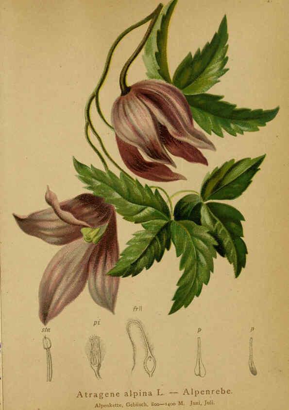 Reproducción/Reproduction 6311492959: Atlas der Alpenflora. v.1. Wien :Eigenthum und Verlag des Deutschen und Oesterr. Alpenvereins,1882