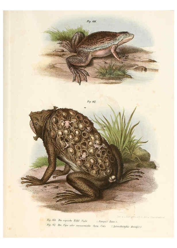 Reproducción/Reproduction 6309253231: Bilder-Atlas zur wissenschaftlich-populären Naturgeschichte der Wirbelthiere Wien :K.K. Hof-und Staatsdruckerei,1867