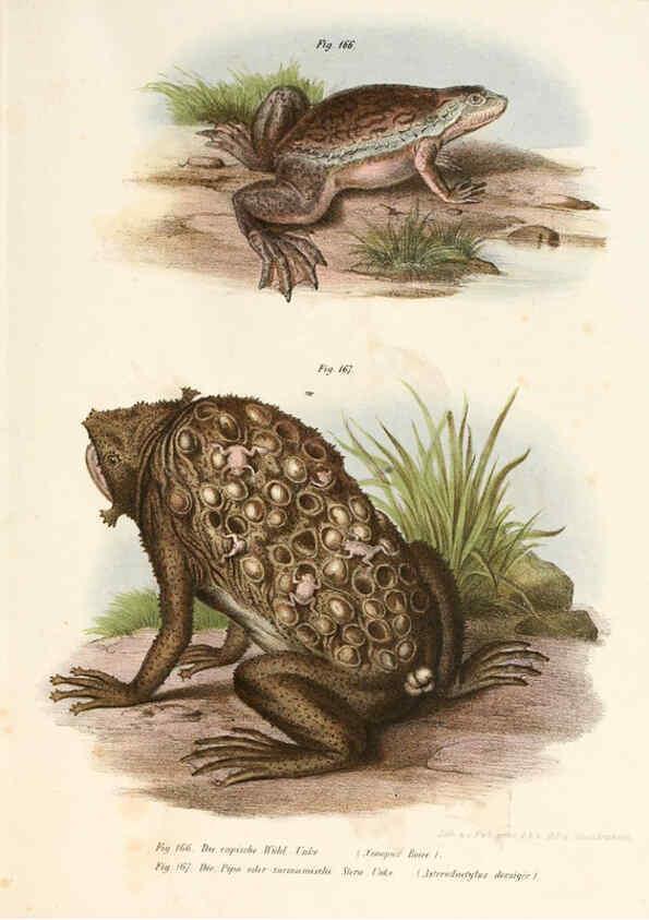 Reproducción/Reproduction 6309253231: Bilder-Atlas zur wissenschaftlich-populären Naturgeschichte der Wirbelthiere Wien :K.K. Hof-und Staatsdruckerei,1867