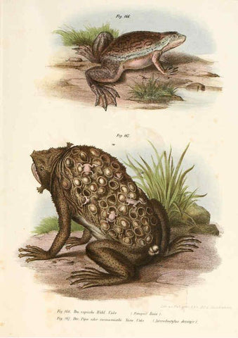 Reproducción/Reproduction 6309253231: Bilder-Atlas zur wissenschaftlich-populären Naturgeschichte der Wirbelthiere Wien :K.K. Hof-und Staatsdruckerei,1867